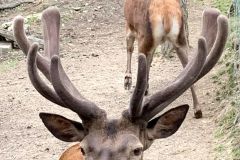200602_GNU_Schmuckbilder