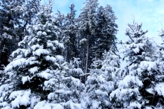 Waldwipfelweg-73