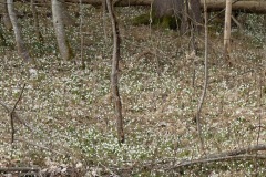 220226_Grieshaus-42