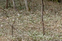 220226_Grieshaus-44
