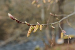 220402_Hals_Fruehjahrsboten-33