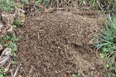 220402_Hals_Fruehjahrsboten-39