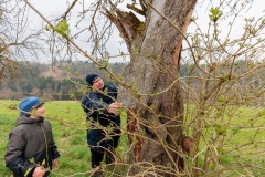 02.04.2022, GER, Bayern, Passau: Ausbildung des Wasserwacht Bezirks Niederbayern Oberpfalz in Passau Hals zum Thema Frühblüher. Ausbilder und Naturschutzwächter Jürgen Tauer erklärt die Wichtigkeit von Totholz und die darin vorkommenden Insekten als Nahrungsquelle für Spechte und andere Vogelarten. Zudem erklärt er die Wichtigkeit von Baumhöhlen für Vögel wie den Wiedehopf und den Gänsesäger.