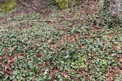 220402_Hals_Fruehjahrsboten-52