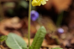 02.04.2022, GER, Bayern, Passau: Ausbildung des Wasserwacht Bezirks Niederbayern Oberpfalz in Passau Hals zum Thema Frühblüher. Nahaufnahme Schlüsselblume.