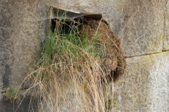 220402_Hals_Fruehjahrsboten-72