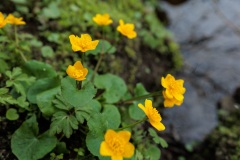 02.04.2022, GER, Bayern, Passau: Ausbildung des Wasserwacht Bezirks Niederbayern Oberpfalz in Passau Hals zum Thema Frühblüher. Nahaufnahme Sumpfdotterblume.