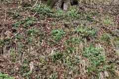220402_Hals_Fruehjahrsboten-83