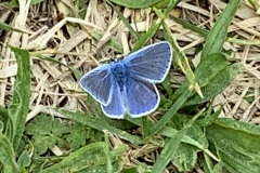 220430_Graureiher-15