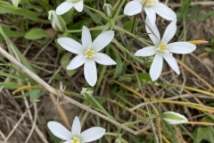 220430_Graureiher-16