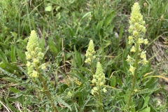 220430_Graureiher-19