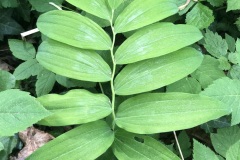 220430_Graureiher-32