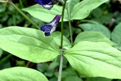 220430_Graureiher-34