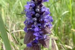 220430_Graureiher-41