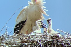 220528_Naturstreife_Mai-11
