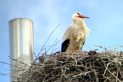 220528_Naturstreife_Mai-2