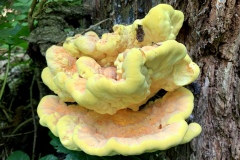 220528_Naturstreife_Mai-25