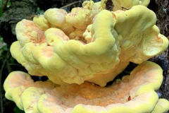 220528_Naturstreife_Mai-26