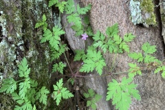 220528_Naturstreife_Mai-32