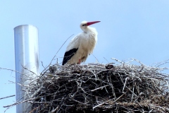 220528_Naturstreife_Mai-4