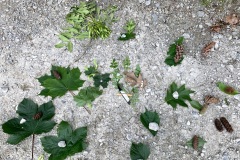 220528_Naturstreife_Mai-42