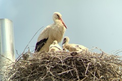 220528_Naturstreife_Mai-6
