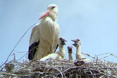 220528_Naturstreife_Mai-8