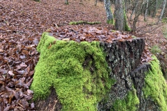 221126_Natternberg-42