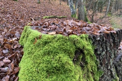 221126_Natternberg-43