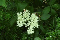 Sonntag_230618-13