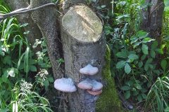 Sonntag_230618-135