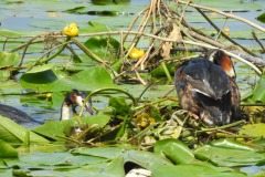 Sonntag_230618-155