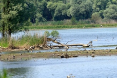 Sonntag_230618-164
