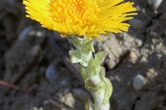 240224_Naturstreife-2