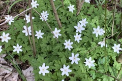 240330_Grieshaus-14