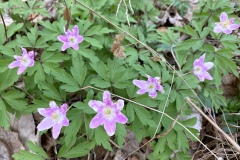 240330_Grieshaus-17