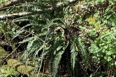 2404013_Berching-66