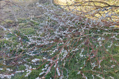 Februar-43
