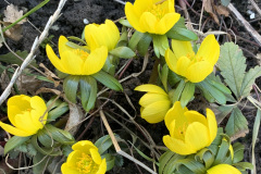 Februar-45