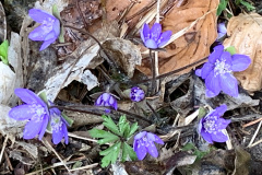 250329_Grieshaus-15