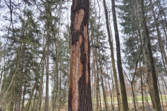 250329_Grieshaus-19