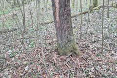 250329_Grieshaus-20