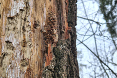 250329_Grieshaus-23