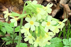 250329_Grieshaus-27