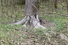 250329_Grieshaus-46
