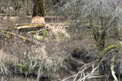 250329_Grieshaus-6