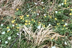 250329_Grieshaus-8