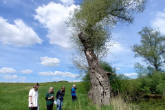 250426_Graureiher-11