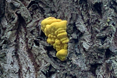 250426_Graureiher-2