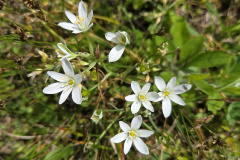 250426_Graureiher-24